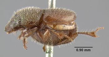 Media type: image;   Entomology 34130 Aspect: habitus lateral view